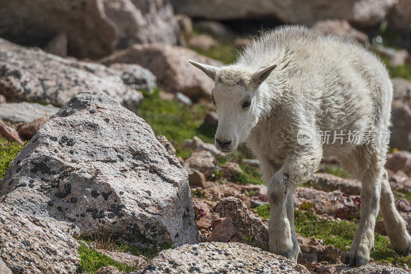 科罗拉多州埃文斯山上的小山羊
