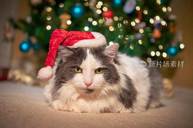 圣诞猫在树下戴着圣诞帽