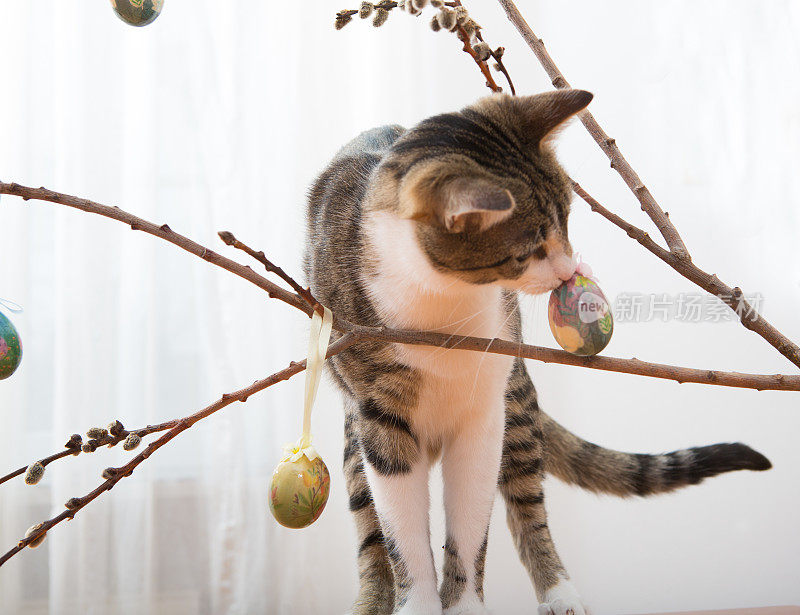 小虎斑猫嗅着复活节的蛋