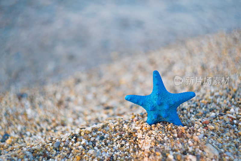 沙滩上的蓝色海星