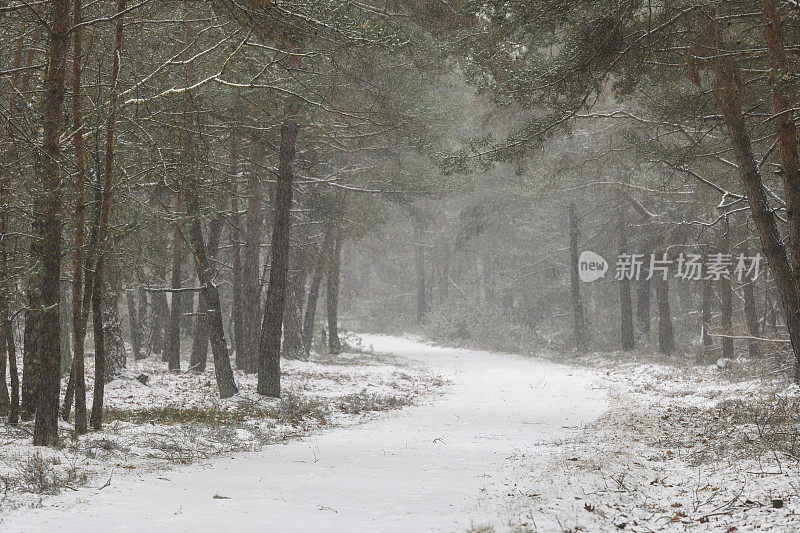 在一个刚刚下过雪的寒冷冬日里，在一片白雪覆盖的松树林中的小路上