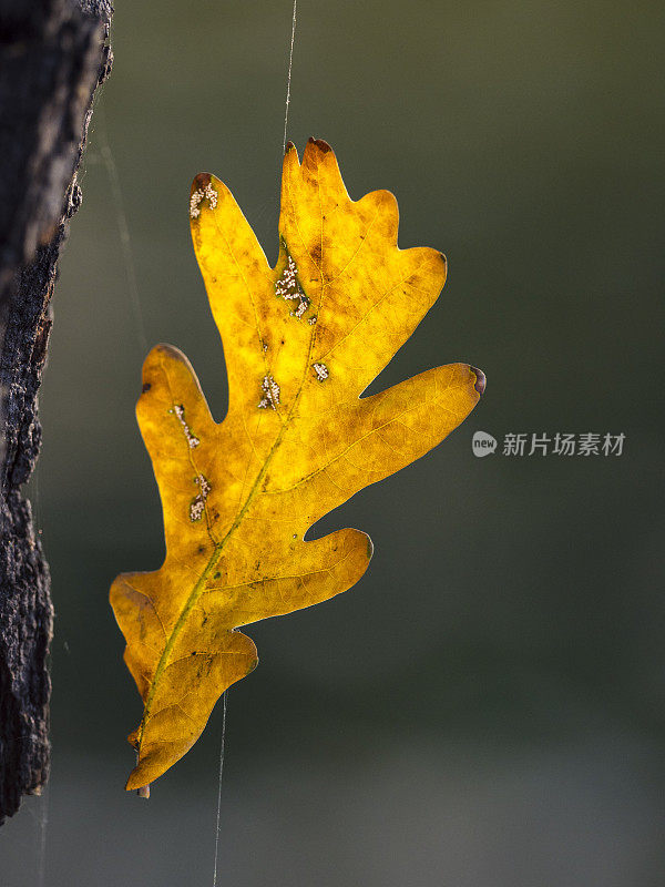 蜘蛛丝上挂着的干橡树叶