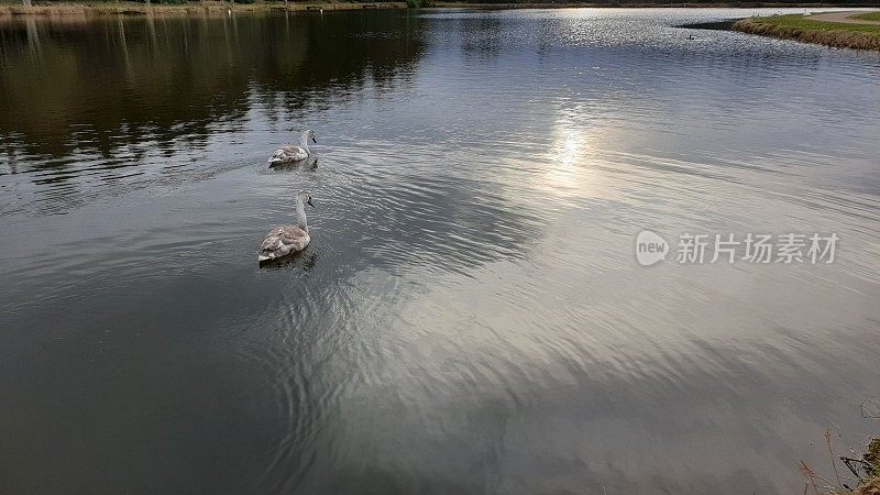 两只小天鹅在湖面上游泳，阳光倒映在水面上