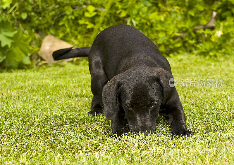 一只年轻的黑色拉布拉多小狗蹲在草地上看着镜头。