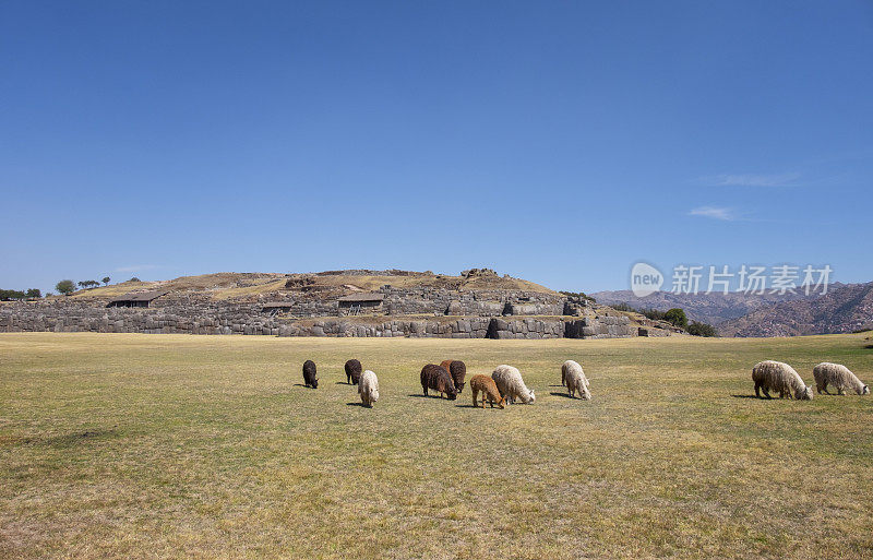 在秘鲁库斯科附近Sacsayhuamán的一群美洲驼