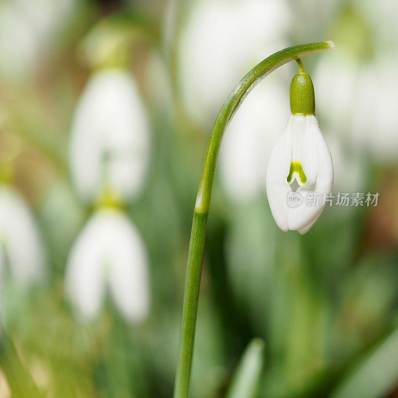 雪花莲广场