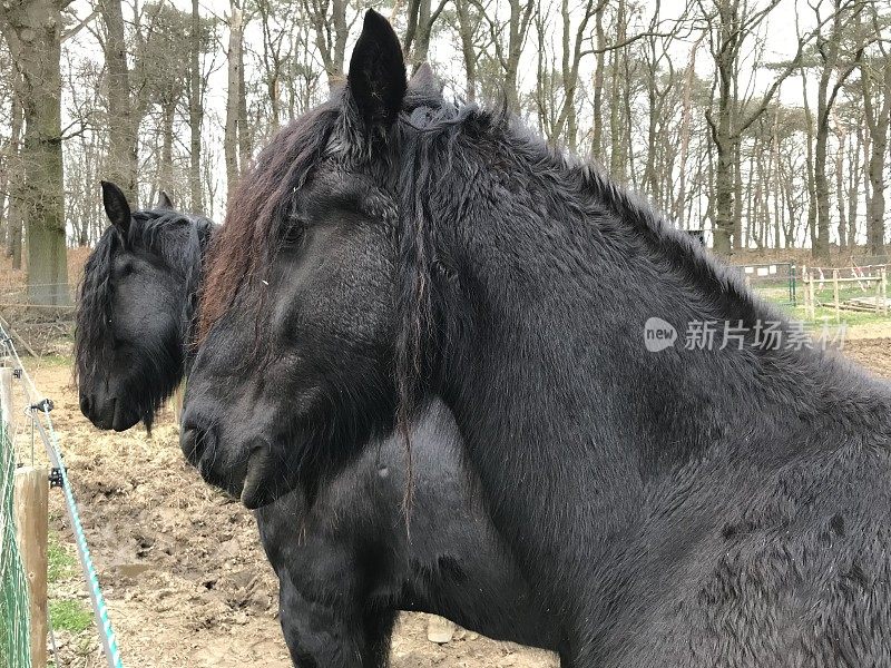 弗里斯兰人的马