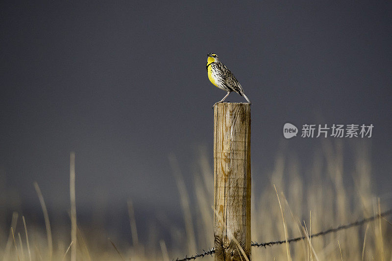 西梅多拉克迎来大风暴