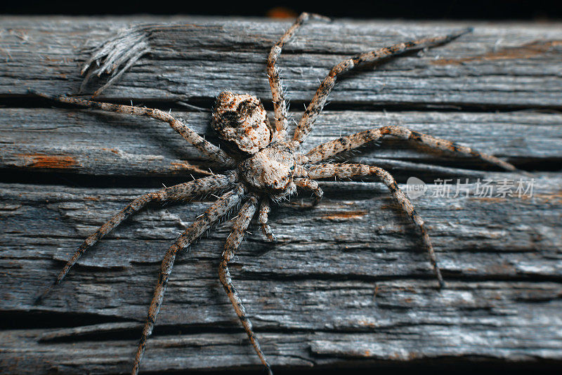 平坦的红灰色蜘蛛微距上斑驳的灰色木材背景