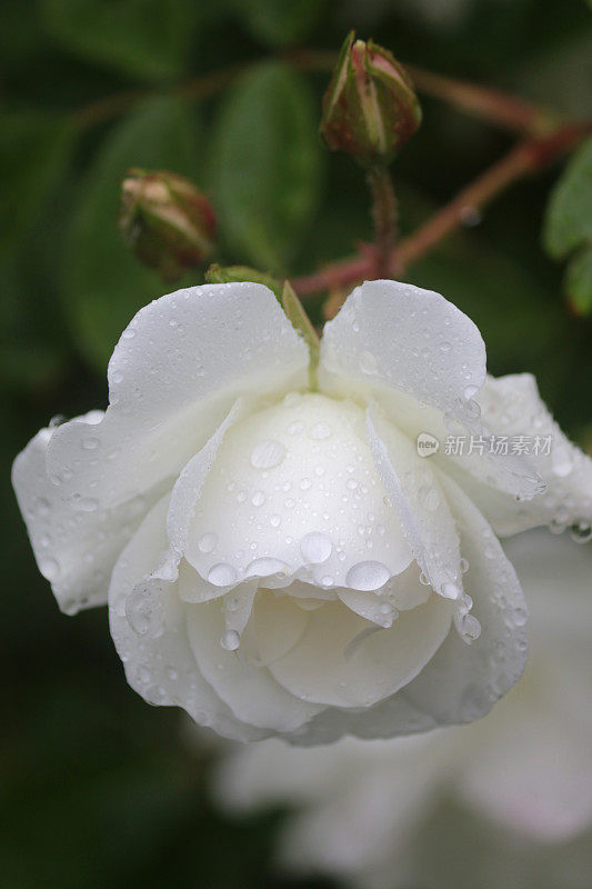 花白玫瑰的形象与水滴生长在花园里的雨露，芳香的白玫瑰灌木花蕾，花瓣与模糊的园艺背景，浪漫的束玫瑰花瓶，情人节，插花，婚礼花束