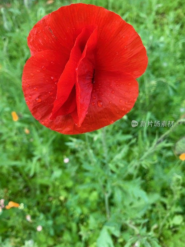 雨点罂粟