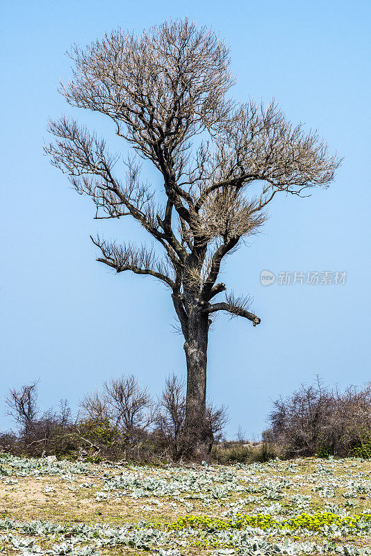 土耳其卡拉卡贝布尔萨，漫滩森林的一棵树
