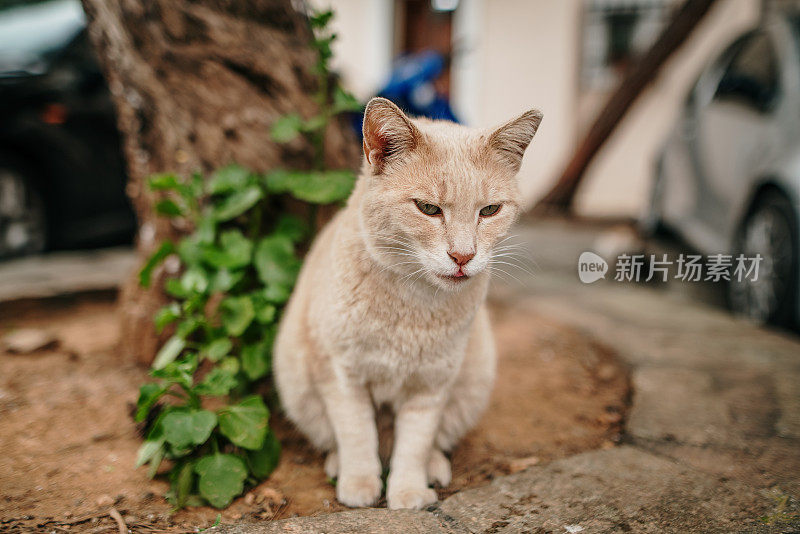 希腊雅典的流浪猫