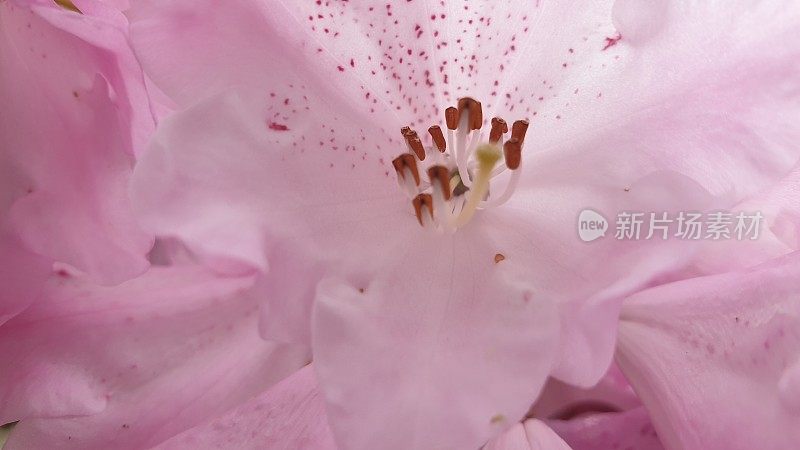 淡紫色的杜鹃花