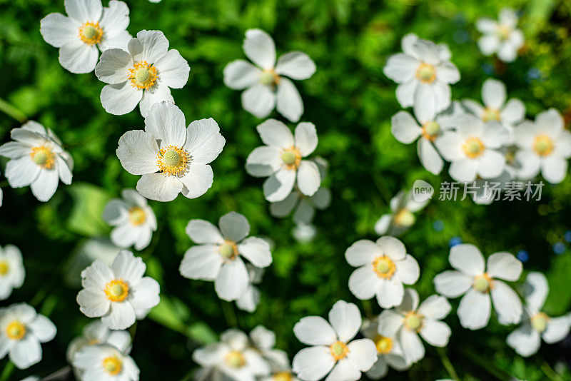 加拿大海葵野花