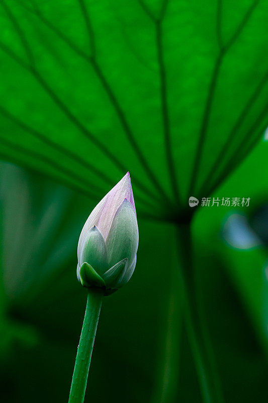 池塘里盛开的荷花