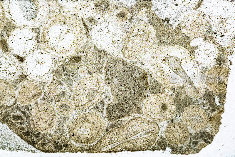 光学显微镜下的鲕状石灰石矿物切片