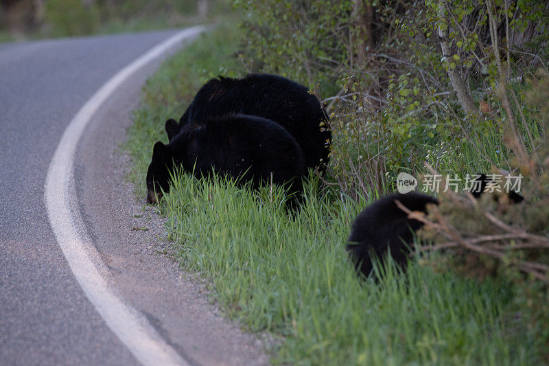 公路上的黑熊妈妈和熊宝宝