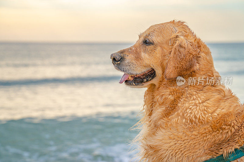 快乐的金毛猎犬看着大海