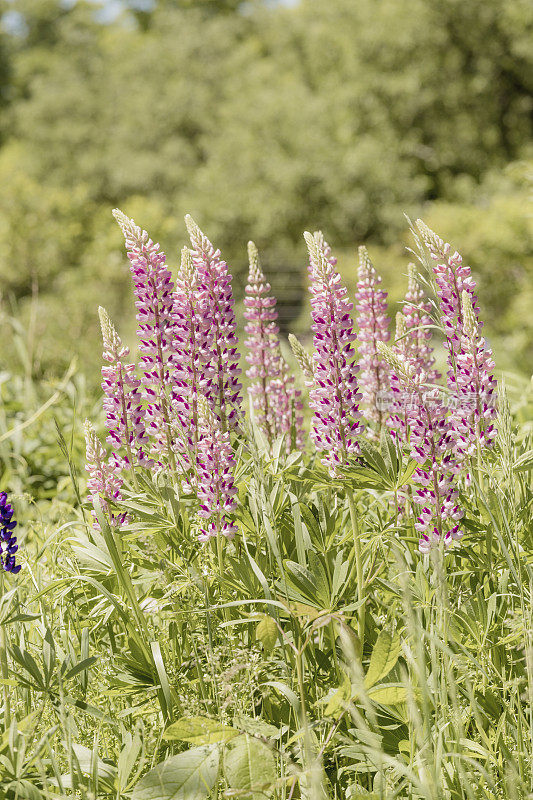 明亮和轻盈的紫色羽扇豆夏季新英格兰花
