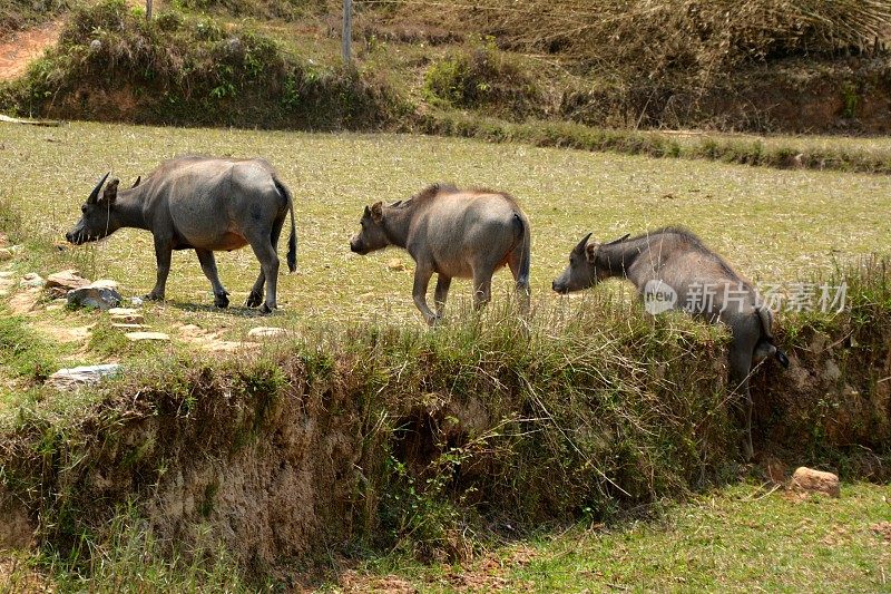 老挝香圹高原上的水牛