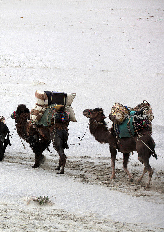 沙漠中行走的骆驼