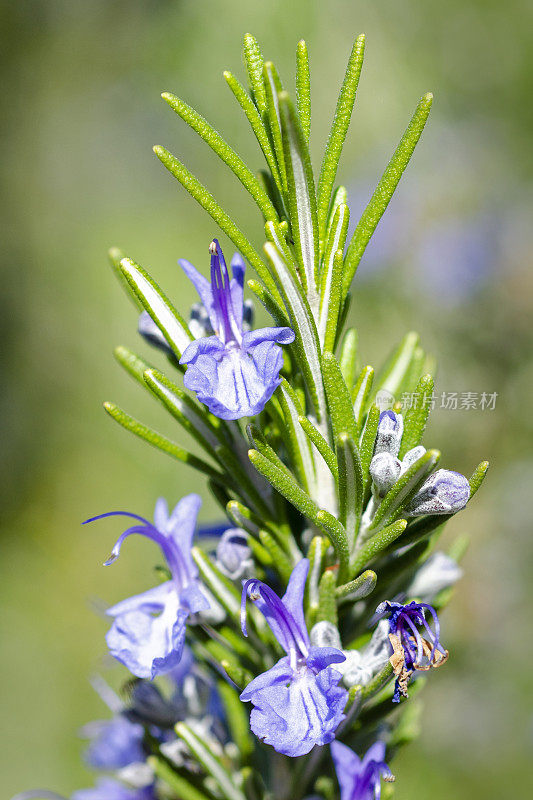 迷迭香迷迭香属officinalis