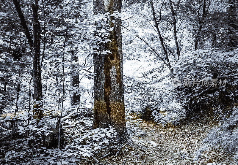 冬季仙境-树在阿巴拉契亚山脉的冰雪霜冻森林-冰雪覆盖的魔法森林在冬天