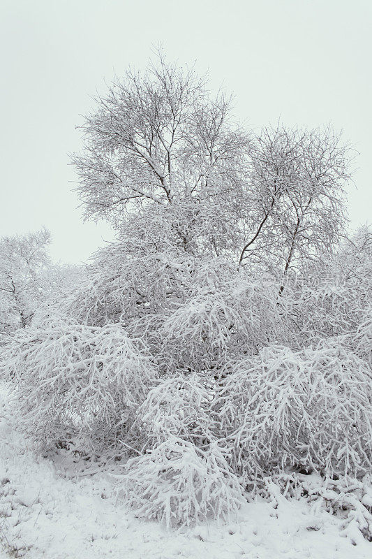 暮色中的雪林