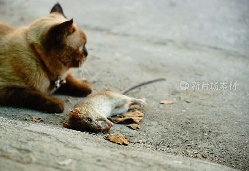 有趣的猫玩老鼠