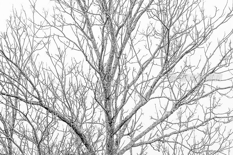 冬天光秃秃的树枝