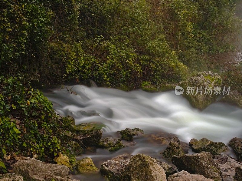 春天在森林中流淌