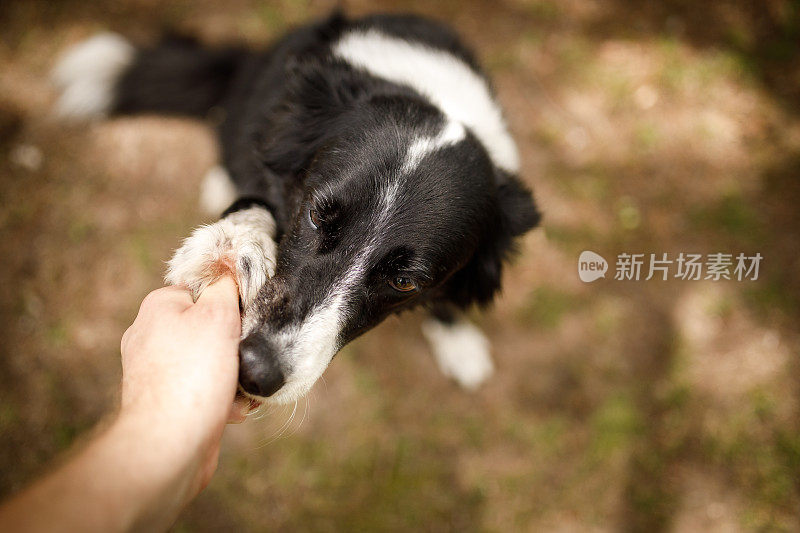 可爱的狗伸出爪子