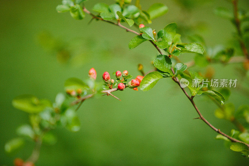 雨后的清晨，水滴在绿叶上