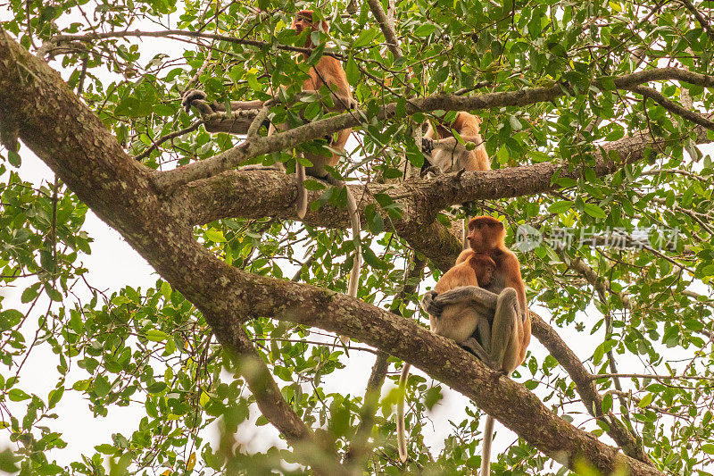 婆罗洲雨林的长鼻猴家族坐在一棵树上