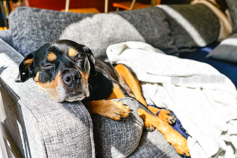 罗威纳犬懒洋洋地躺在室内沙发上，头靠在扶手上