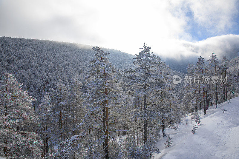 冬针叶林雪松。山顶的高山景观。阿尔卑斯山滑雪区。欧洲滑雪胜地。