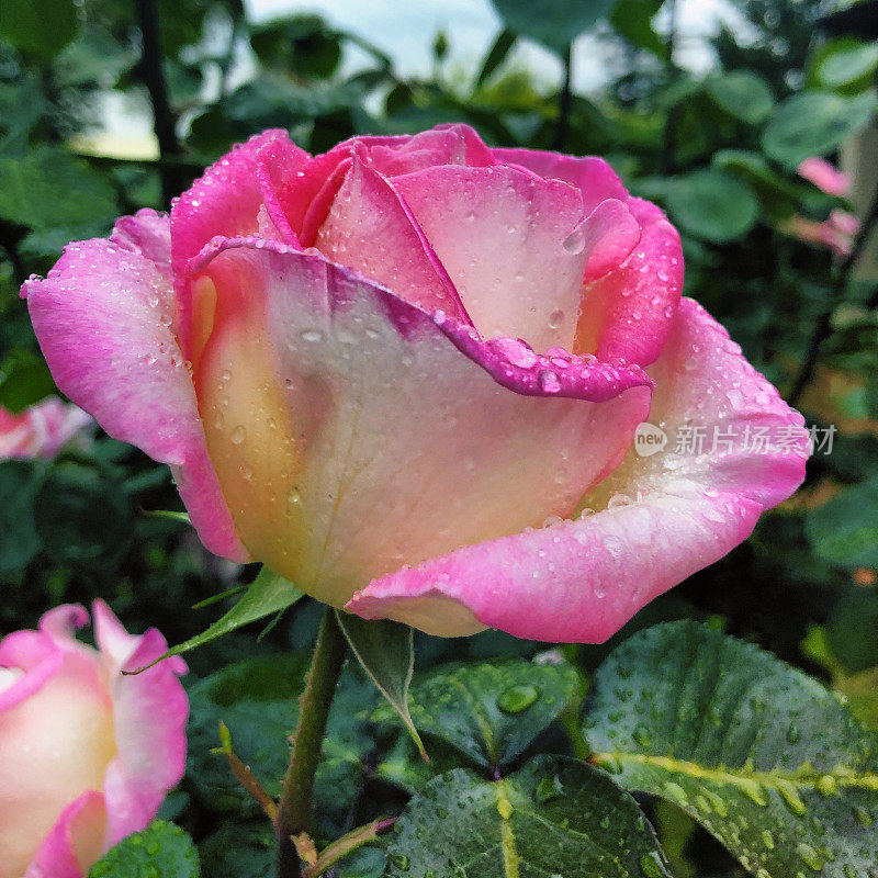 粉红玫瑰上的雨滴