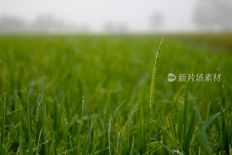 翠绿稻田床-雪兰果雪金山，马来西亚