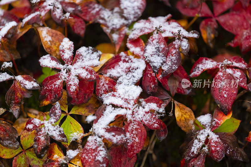 初雪，立冬