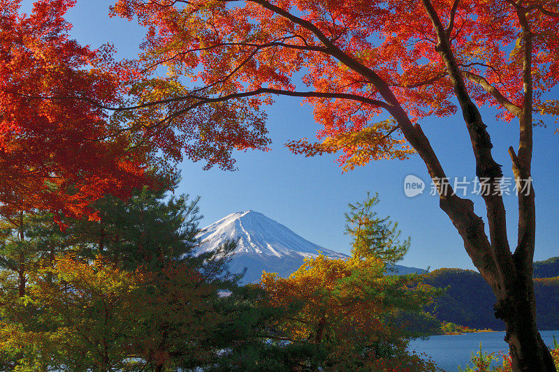 富士山和秋叶颜色:从川口湖看，日本
