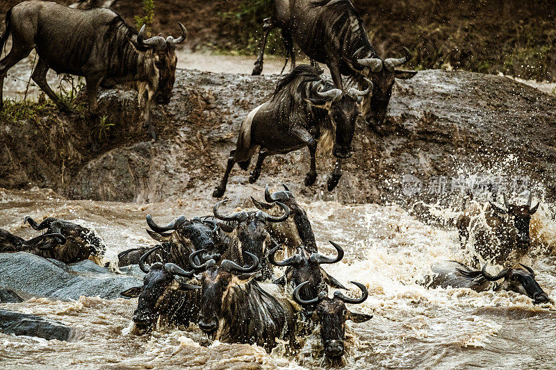 一群角马迁徙过马拉河。