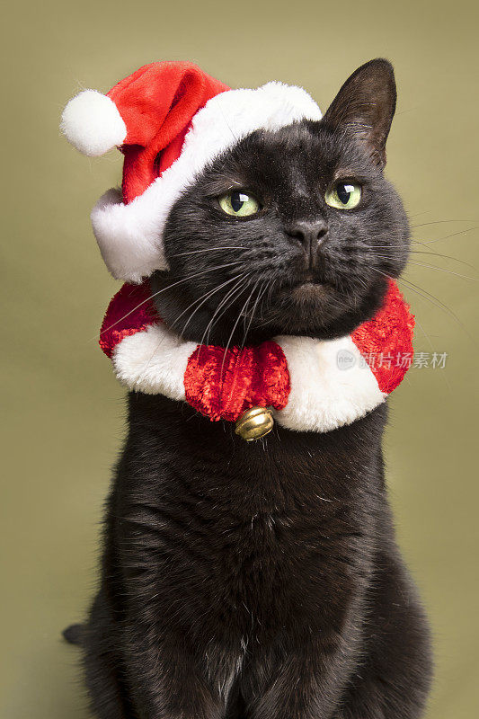 圣诞猫为节日盛装