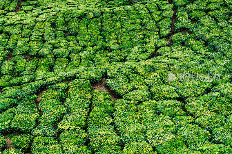 一排排茶树