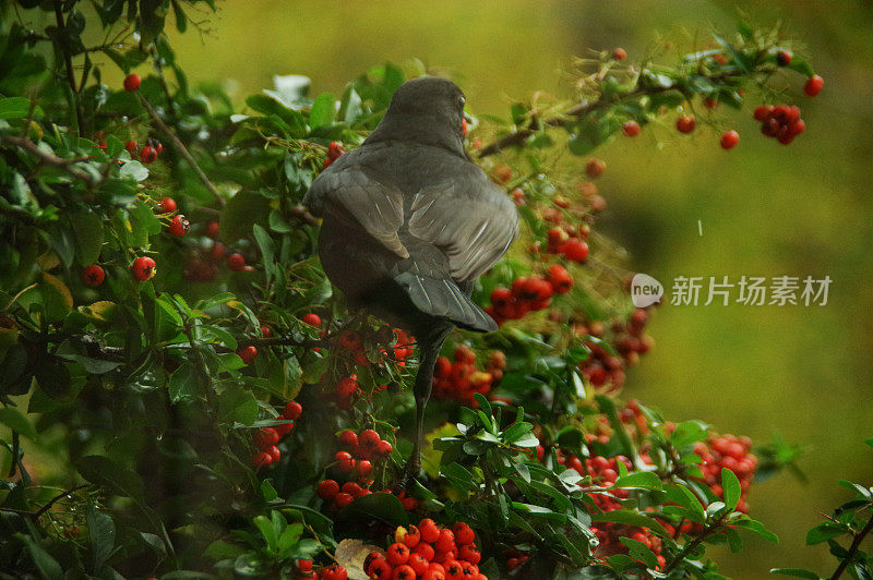 吃黑鸟