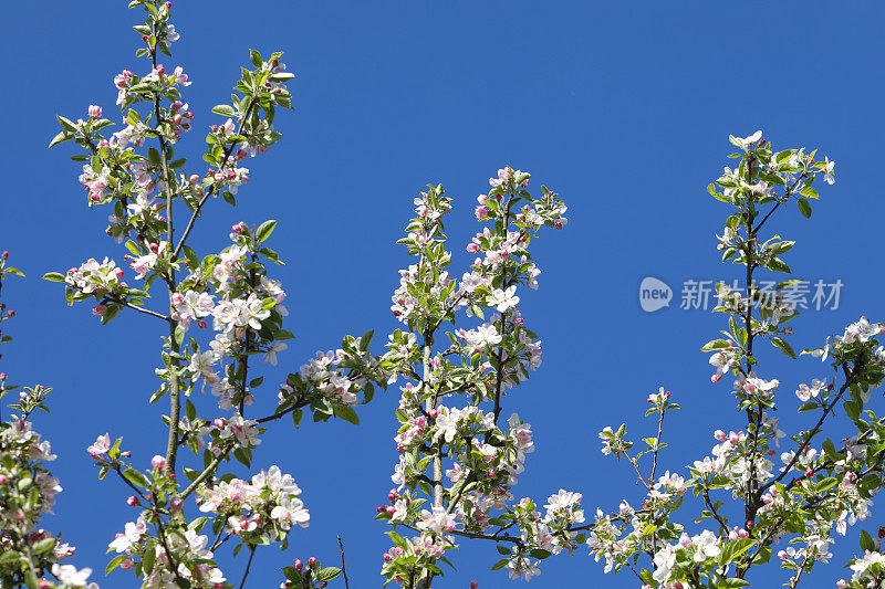 白苹果开花苹果品种2020年4月