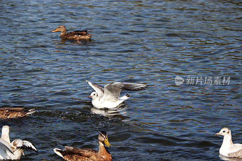 春天的湖面上，海鸥和鸭子在争食。32、野外适者生存，俄罗斯环境保护