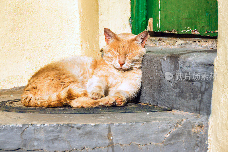 在楼梯上睡觉的猫