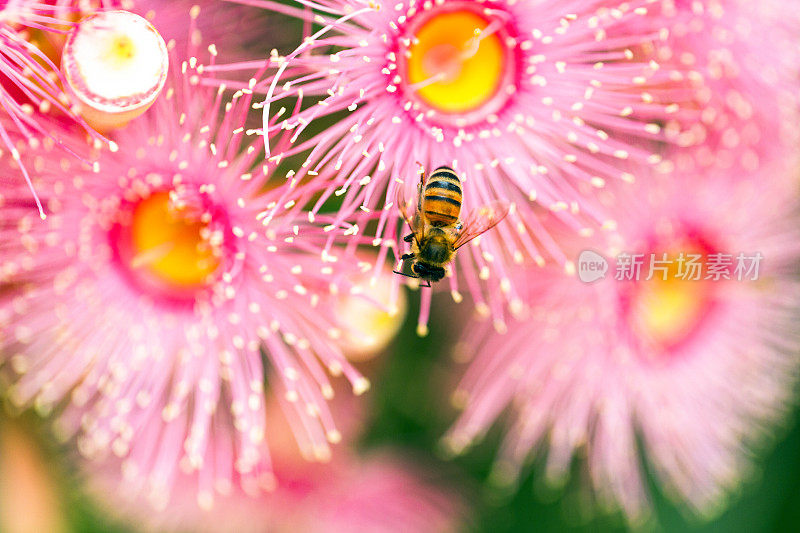 蜜蜂为桉树粉红色花朵授粉，美丽的自然背景与复制空间