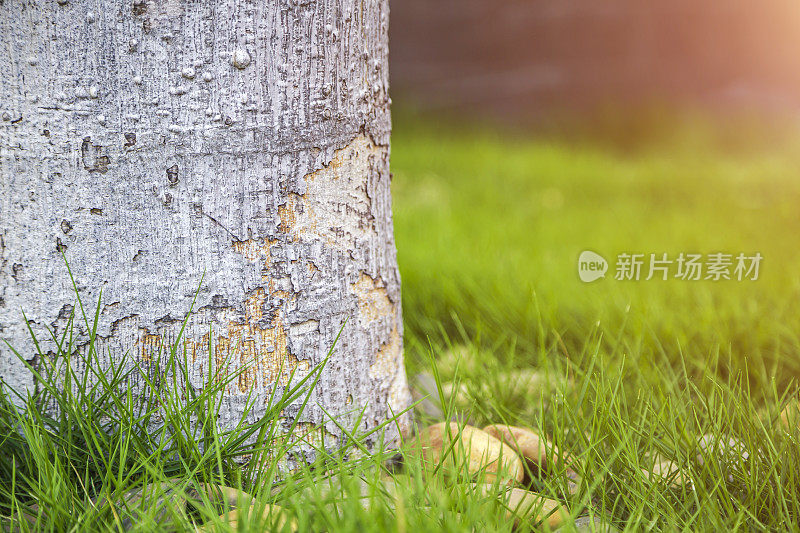 树根和草地